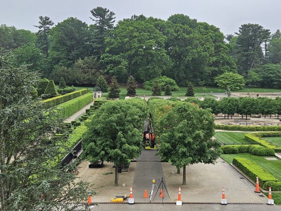 An outdoor garden and courtyard coned off from the front while trees are being trimmed. 